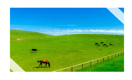 © Prairie Sun Welsh Ponies