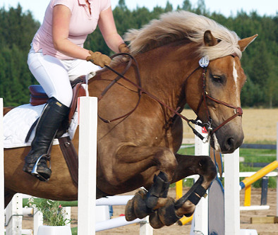 ponin kuva